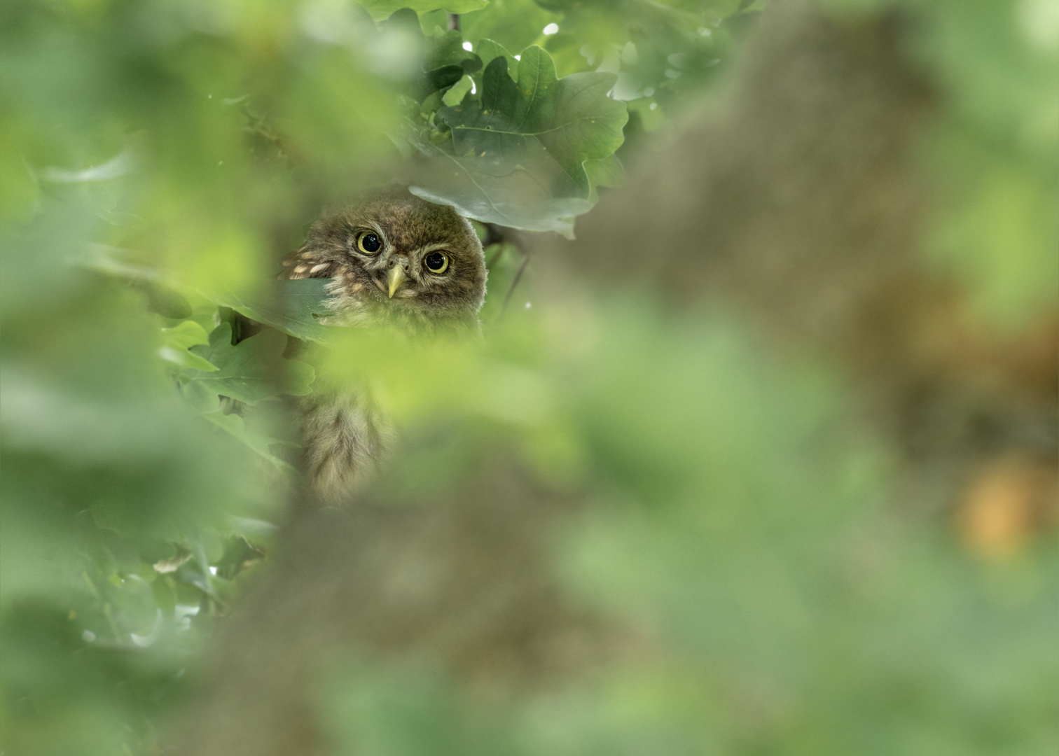 Athene noctua - Steinkauz