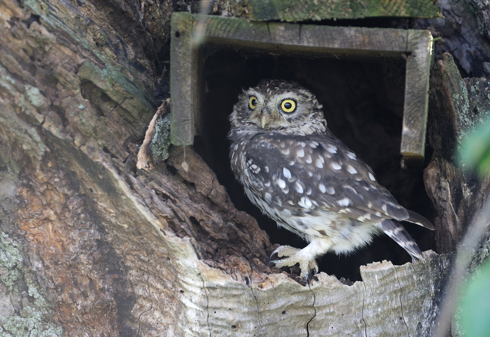 Athene noctua, Steinkauz