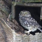 Athene noctua, Steinkauz