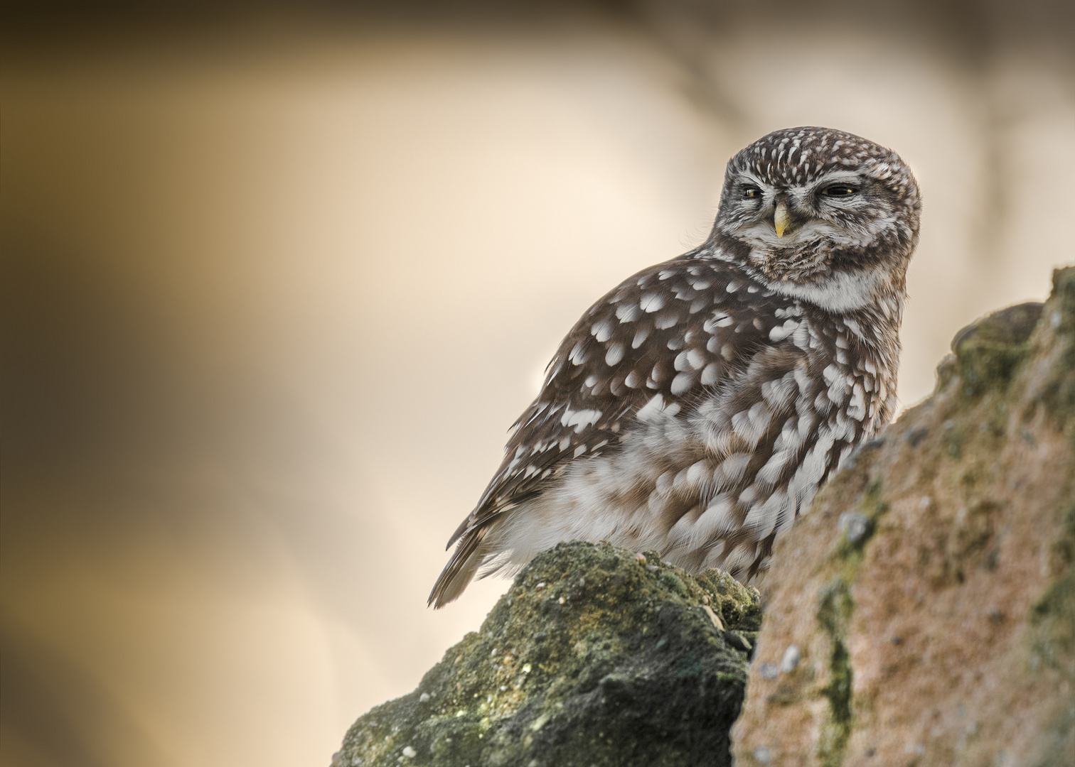 Athene noctua - Steinkauz