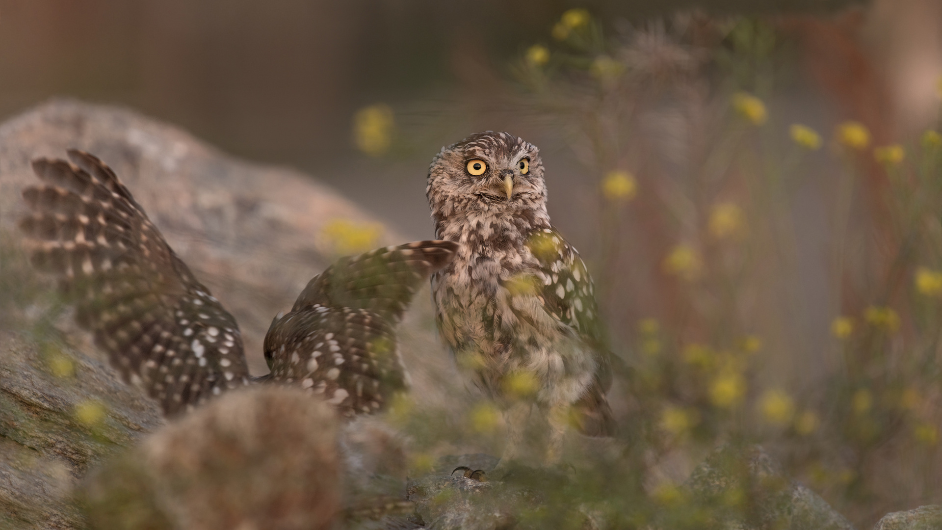 Athene noctua - Steinkauz