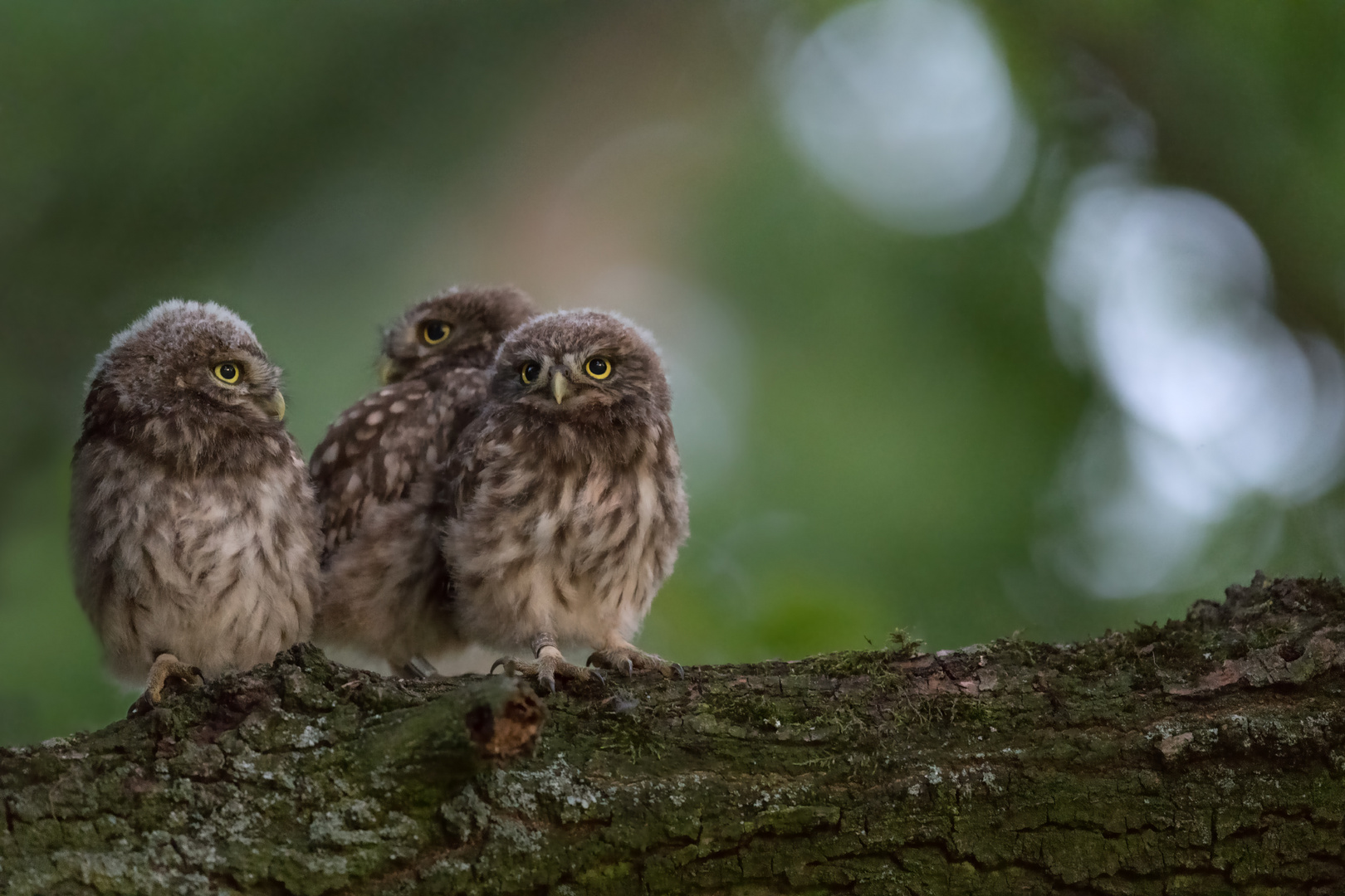 Athene noctua - Steinkauz