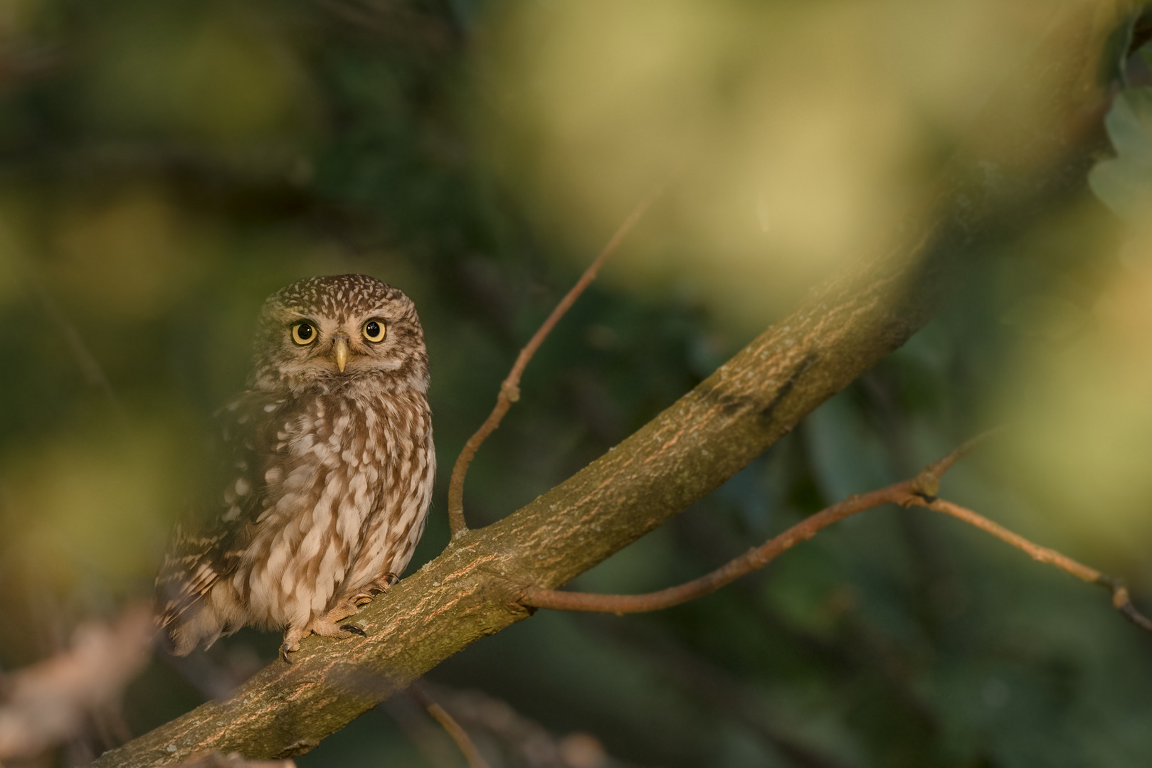 Athene noctua - Steinkauz