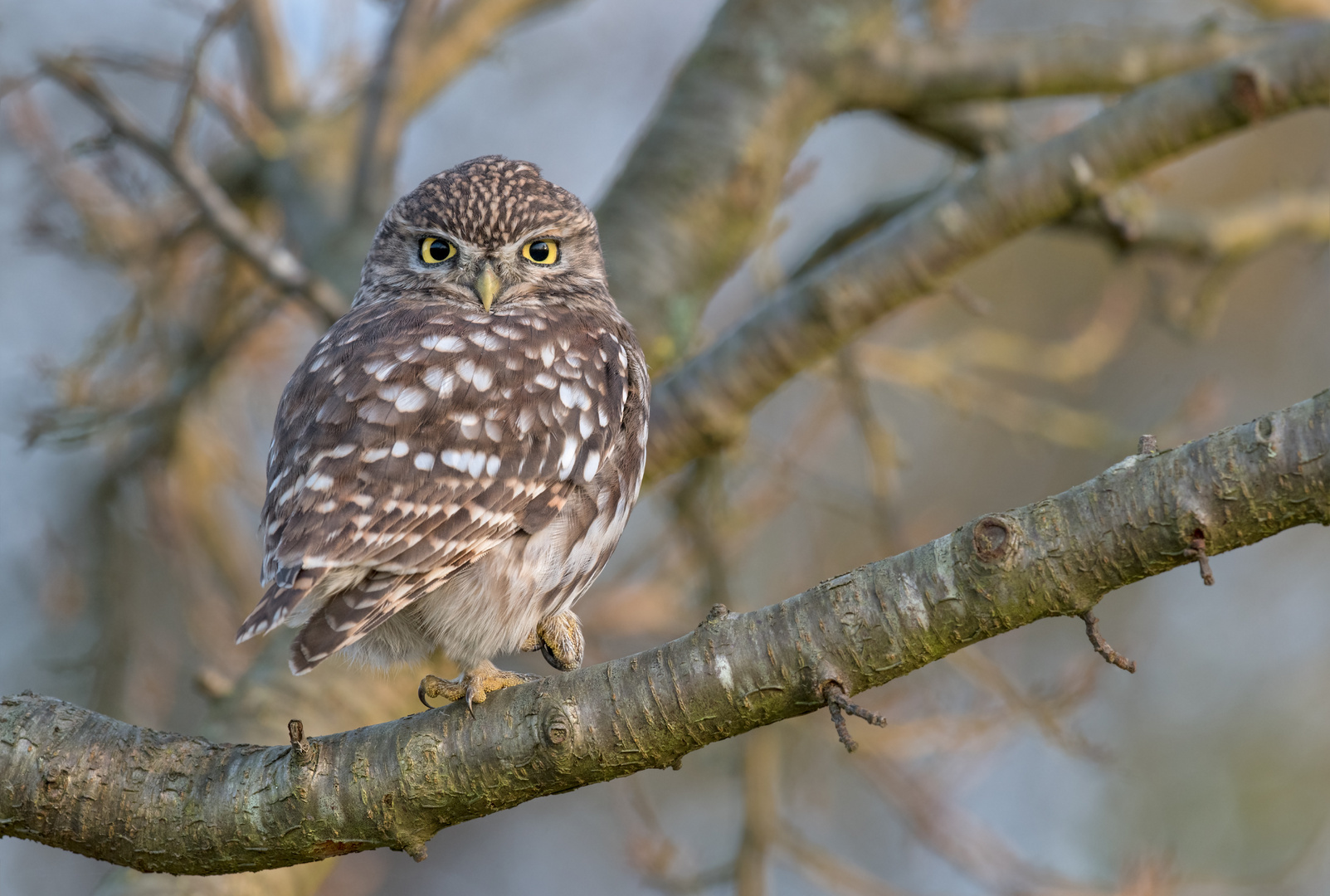 Athene noctua - Steinkauz