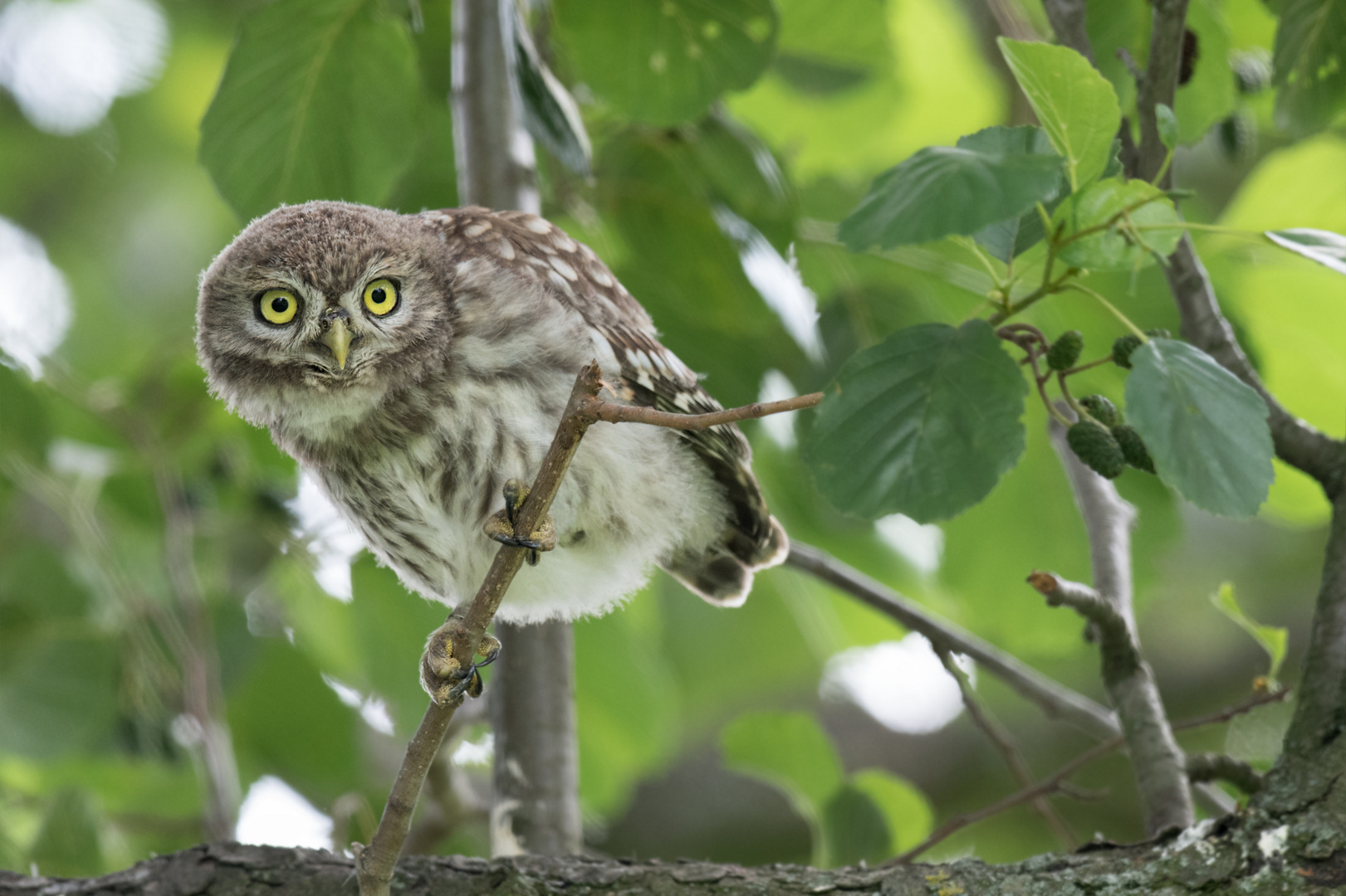 Athene noctua - Steinkauz