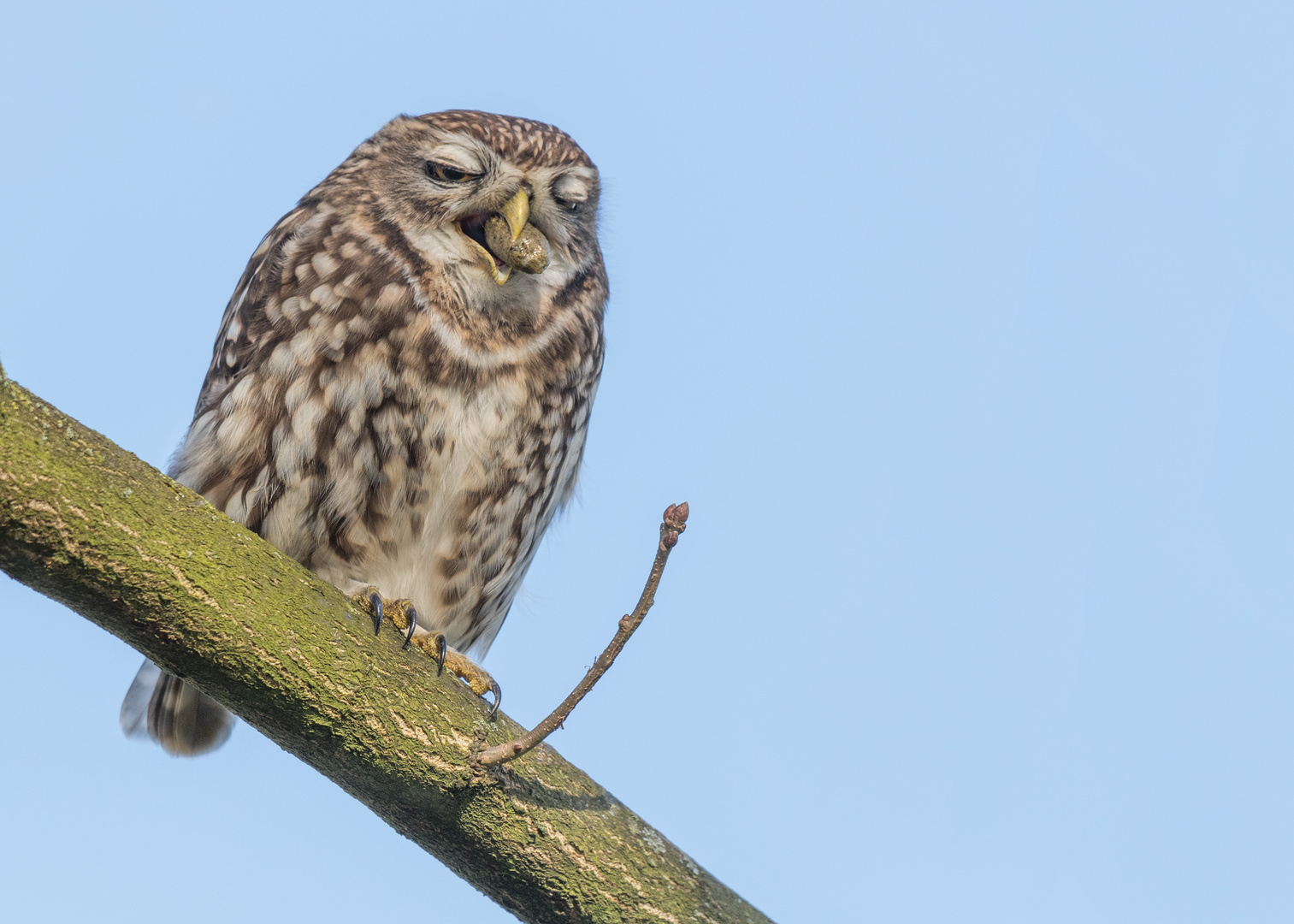 Athene noctua - Steinkauz