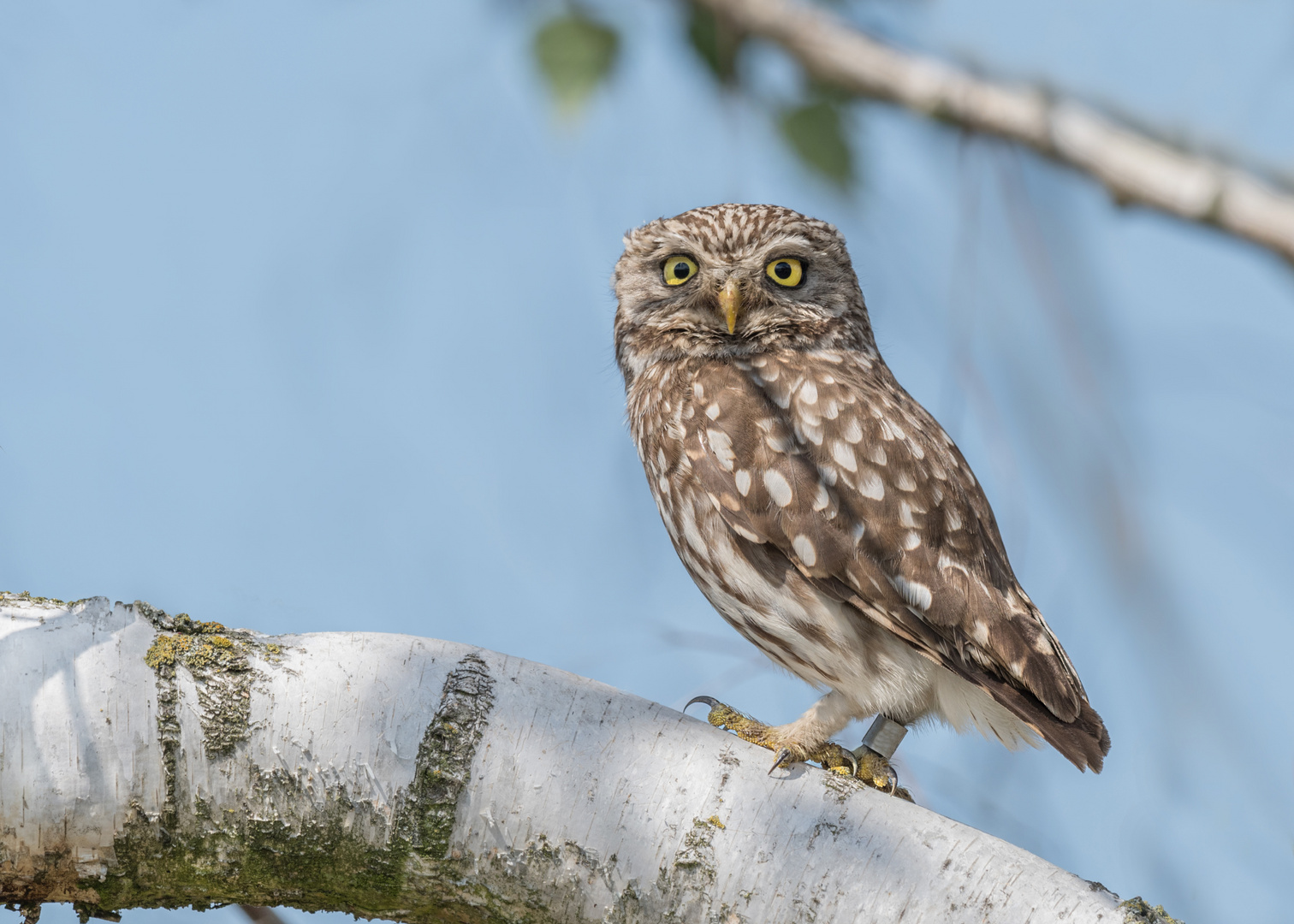 Athene noctua - Steinkauz