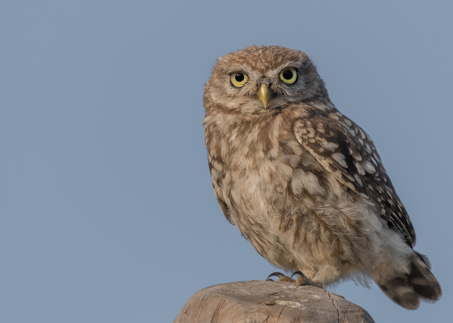 Athene noctua - Steinkauz