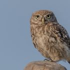 Athene noctua - Steinkauz