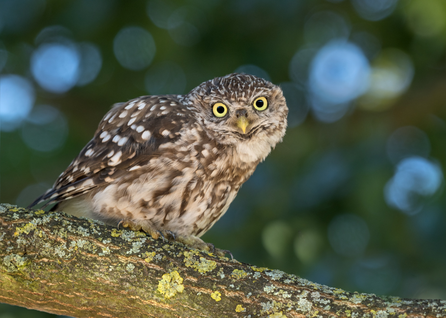 Athene noctua - Steinkauz