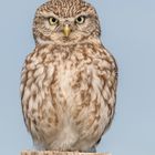 Athene noctua - Steinkauz