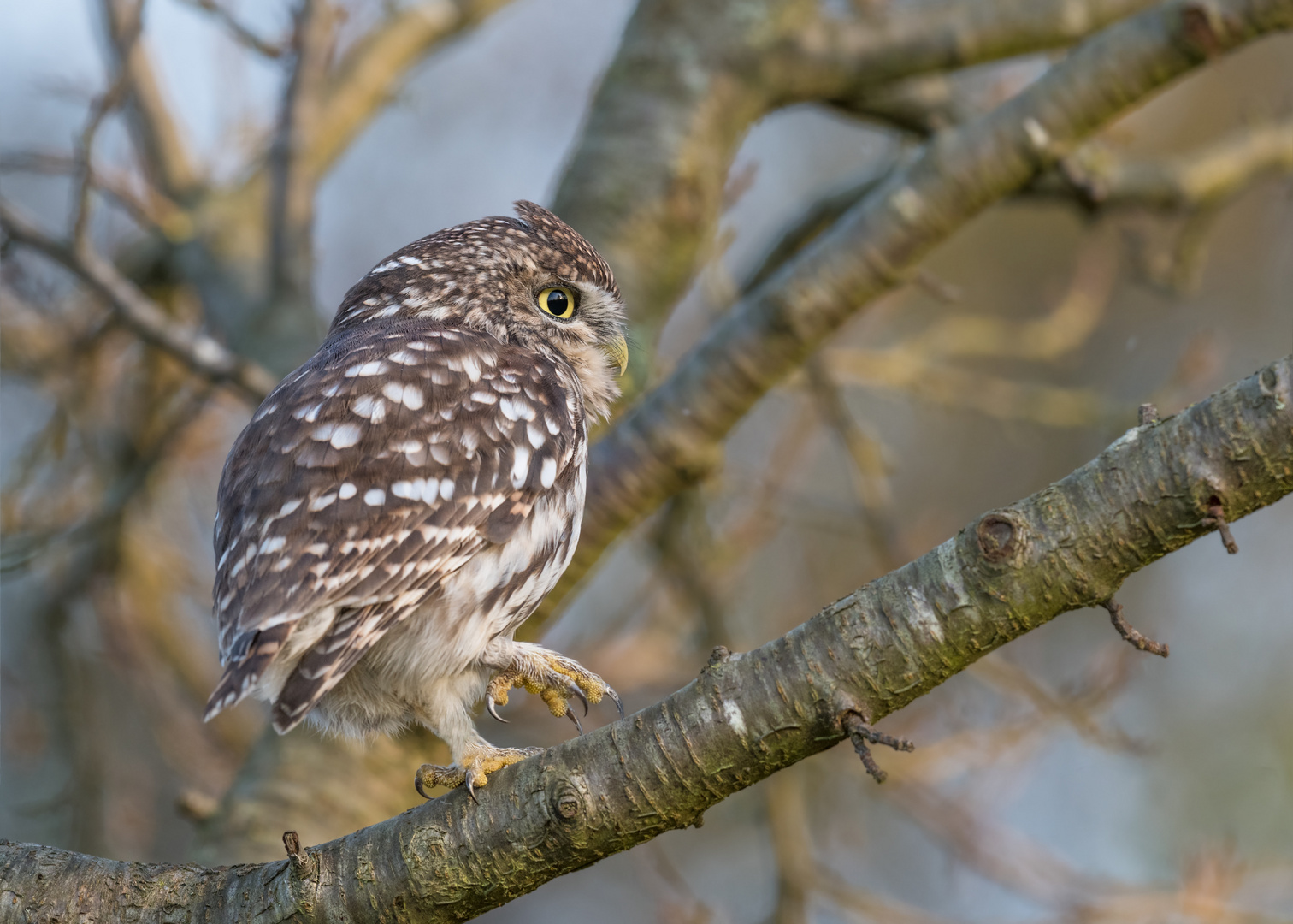 Athene noctua - Steinkauz