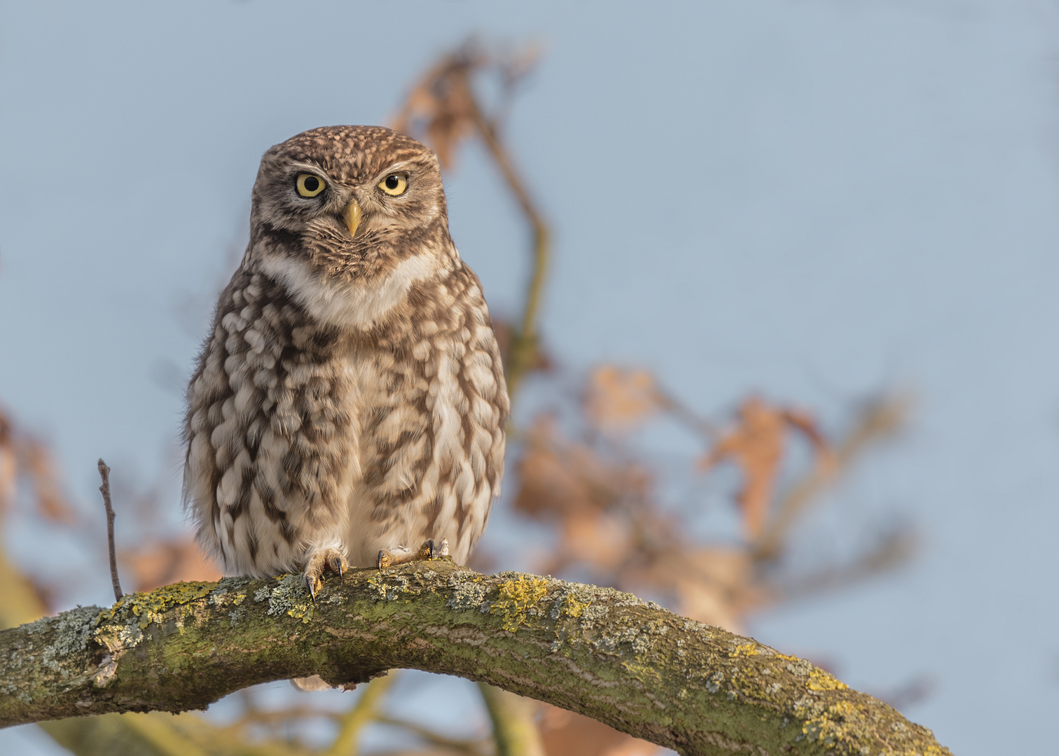 Athene noctua - Steinkauz