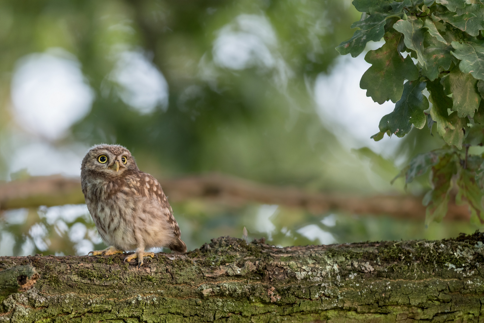 Athene noctua - Steinkauz