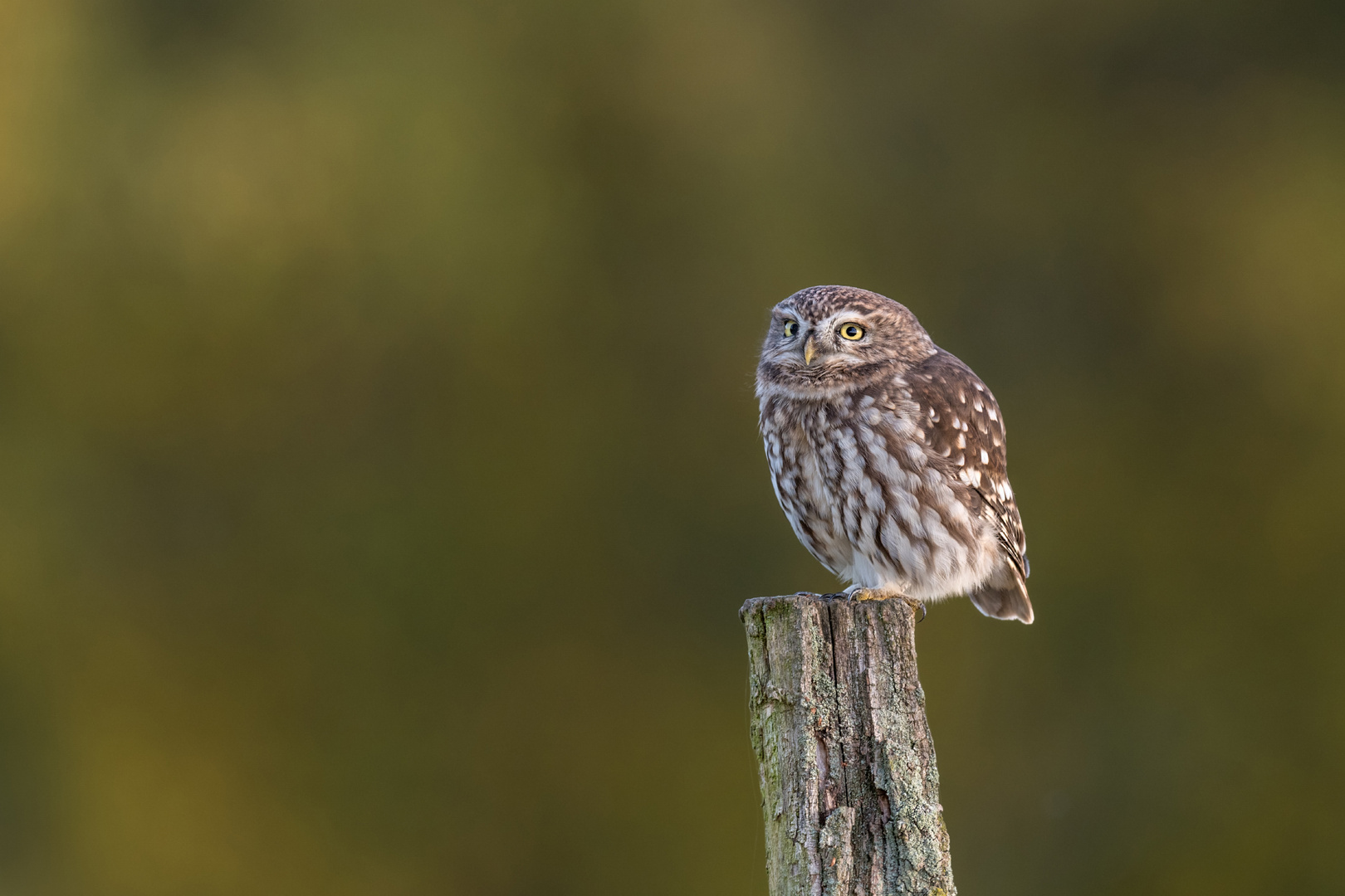 Athene noctua - Steinkauz