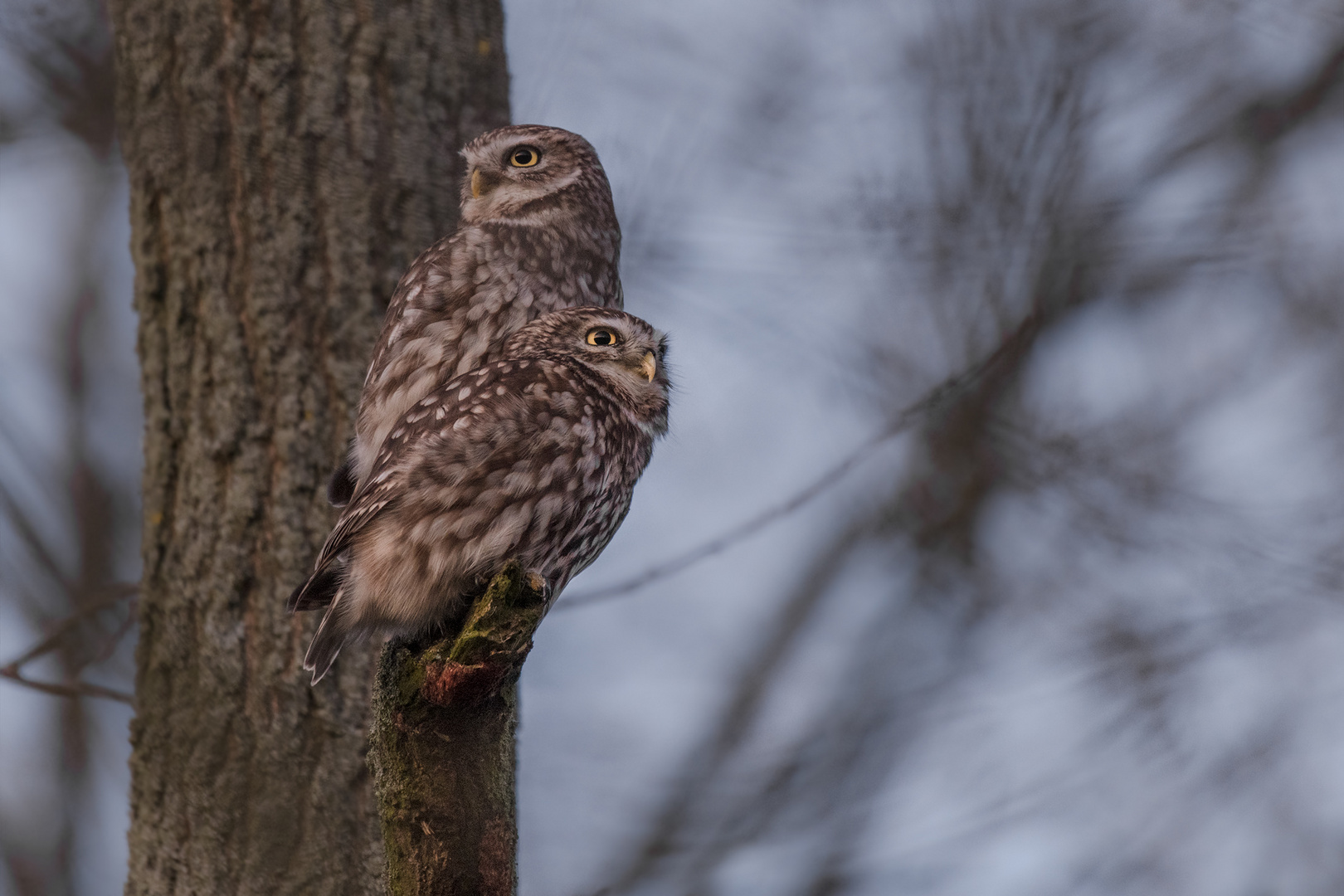 Athene noctua - Steinkauz