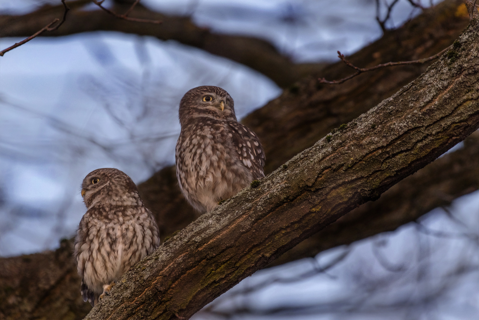 Athene noctua - Steinkauz