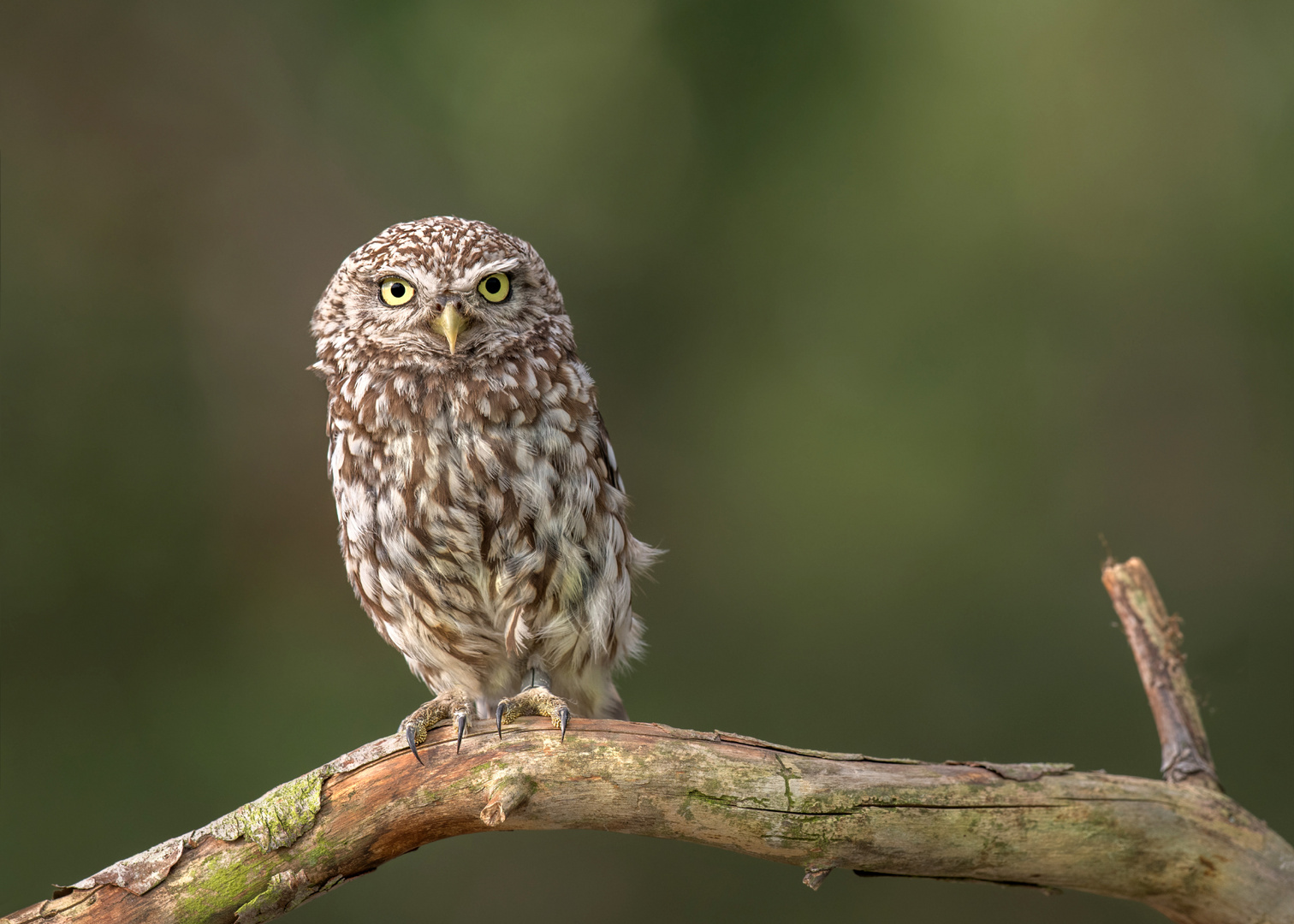 Athene noctua - Steinkauz