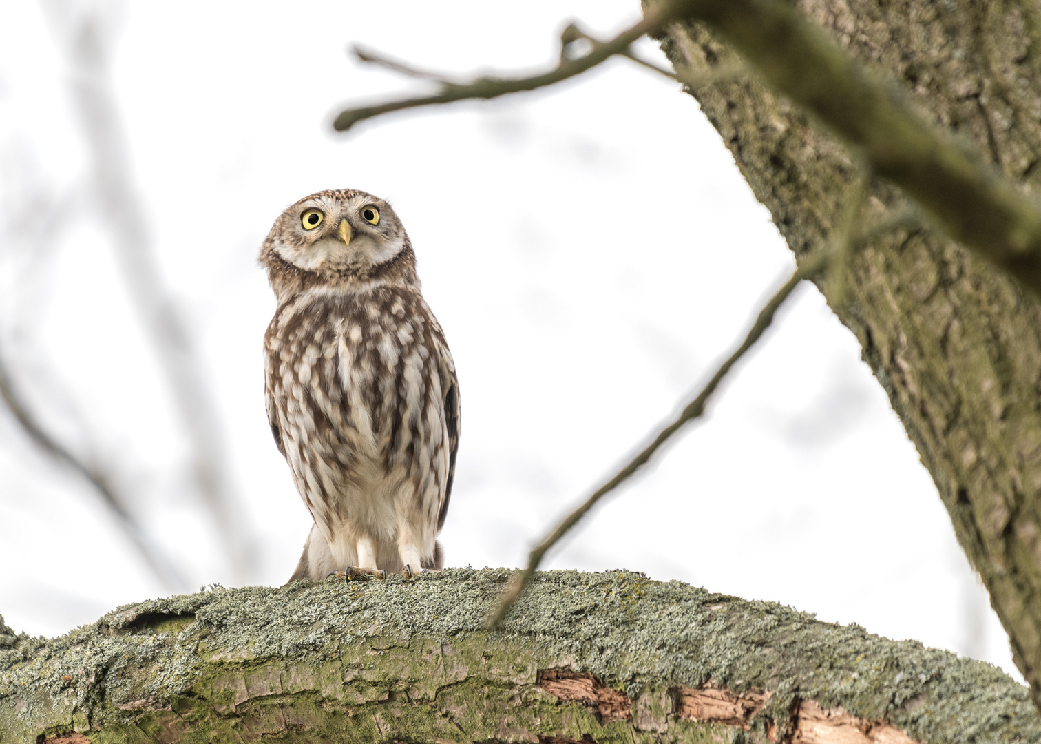 Athene noctua - Steinkauz