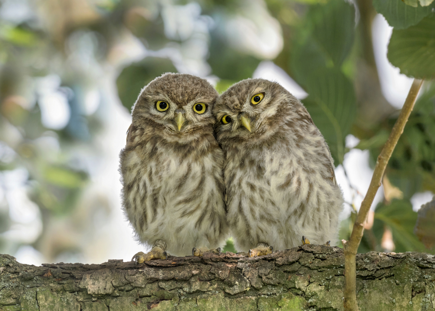 Athene noctua - Steinkauz