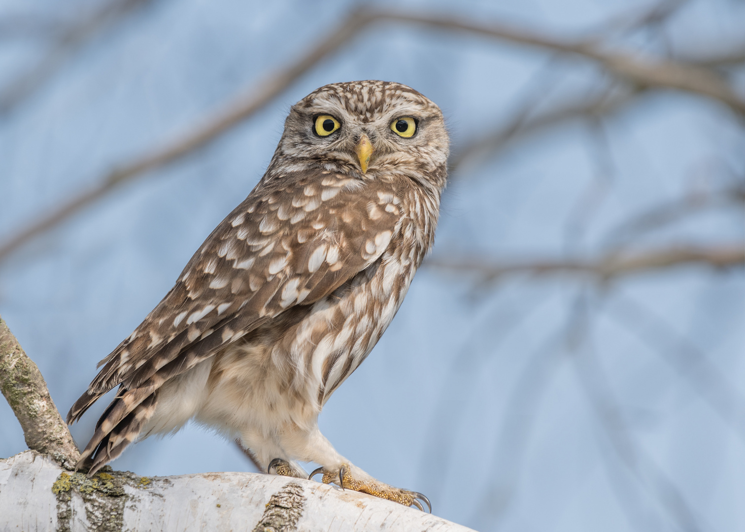 Athene noctua - Steinkauz