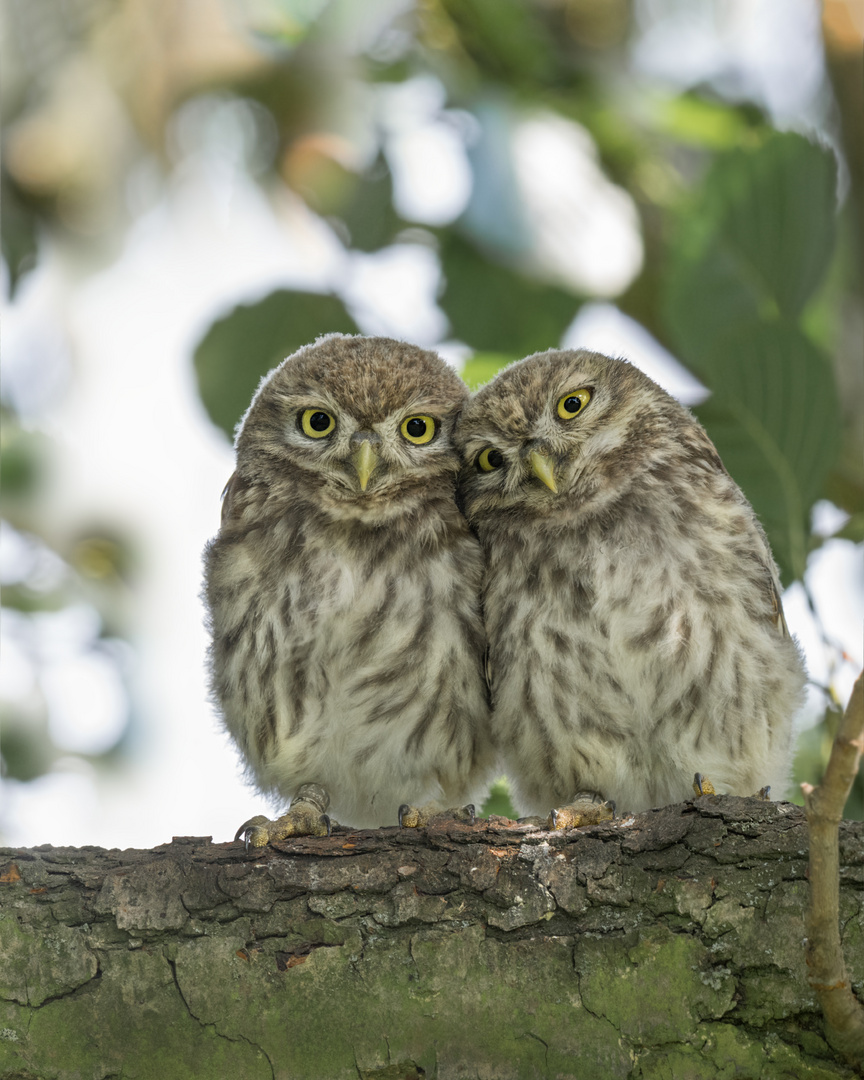 Athene noctua - Steinkauz