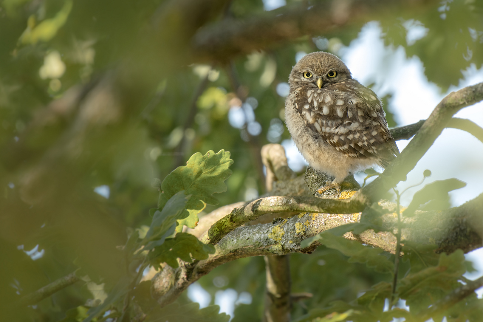 Athene noctua - Steinkauz