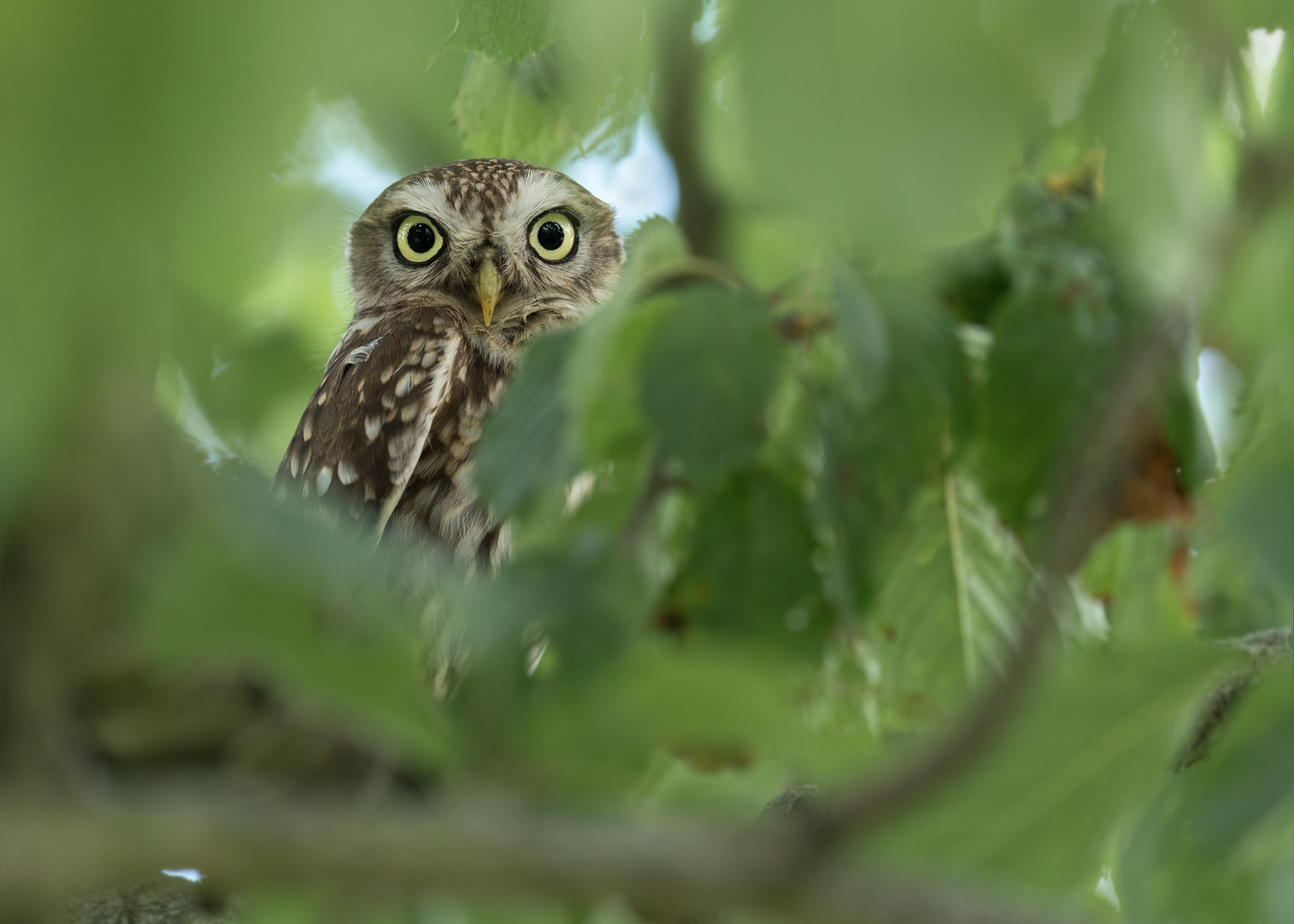 Athene noctua - Steinkauz