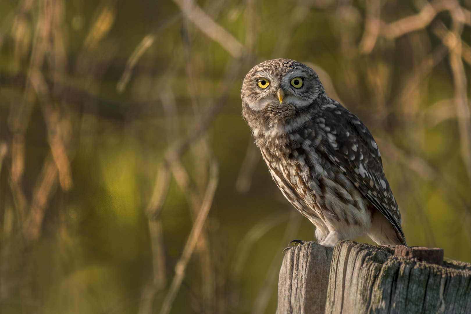 Athene noctua - Steinkauz