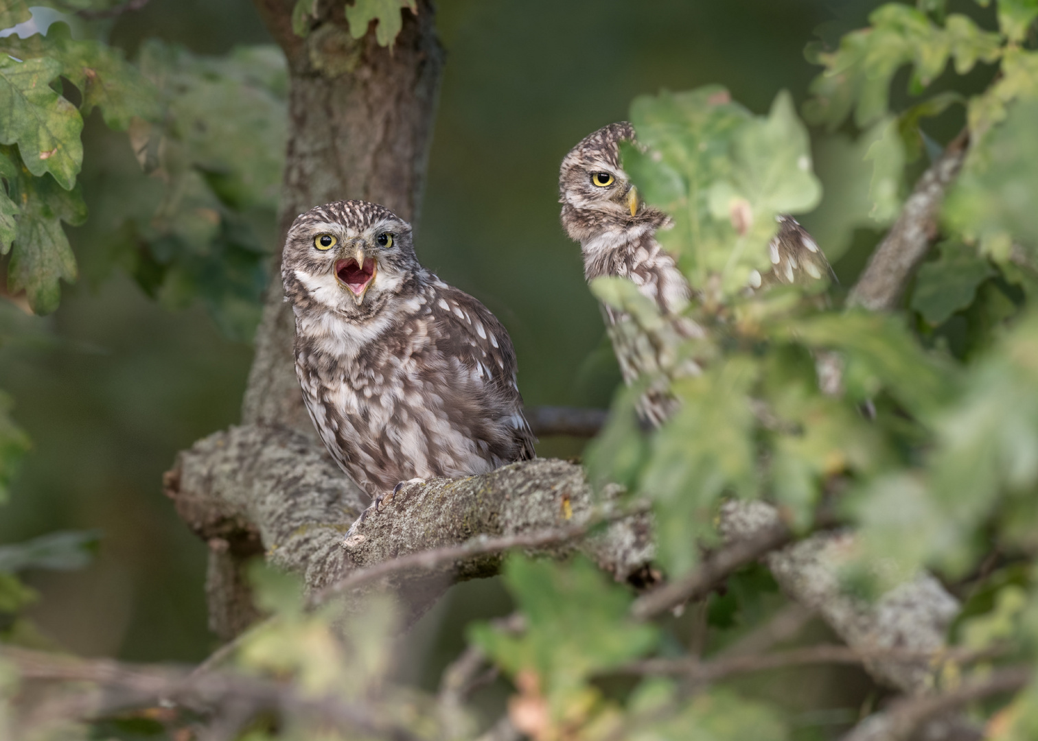 Athene noctua - Steinkauz