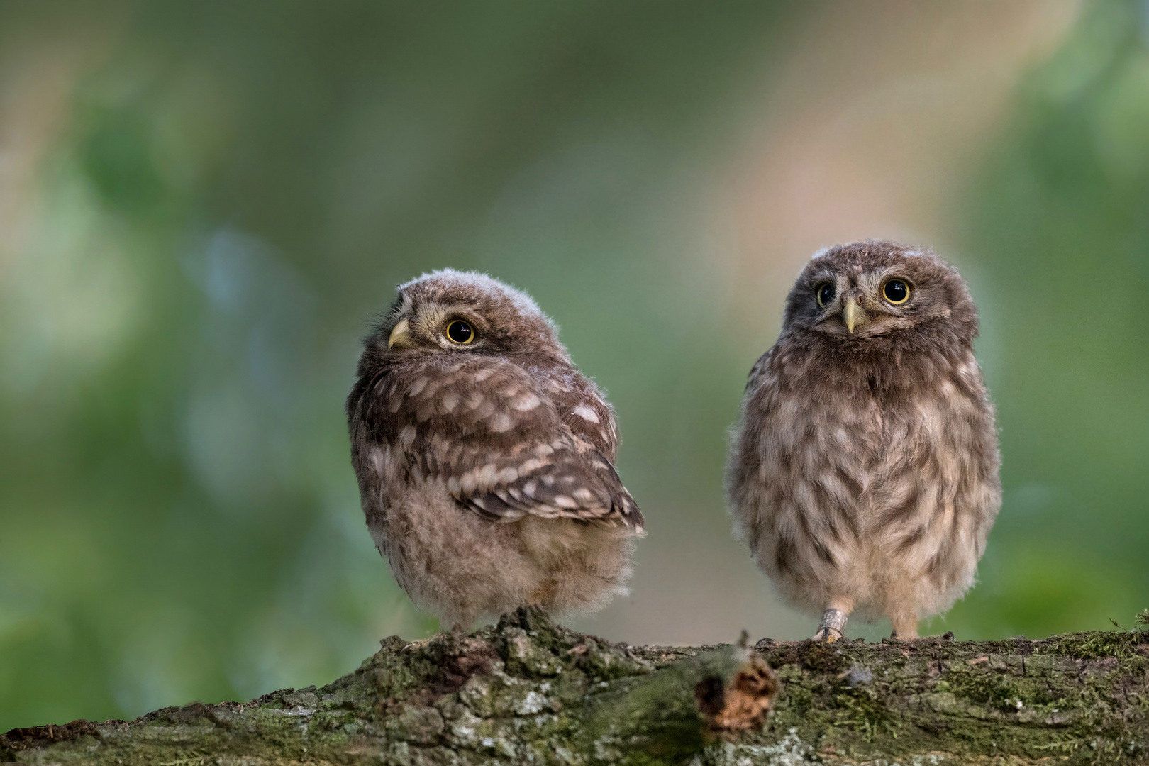 Athene noctua - Steinkauz