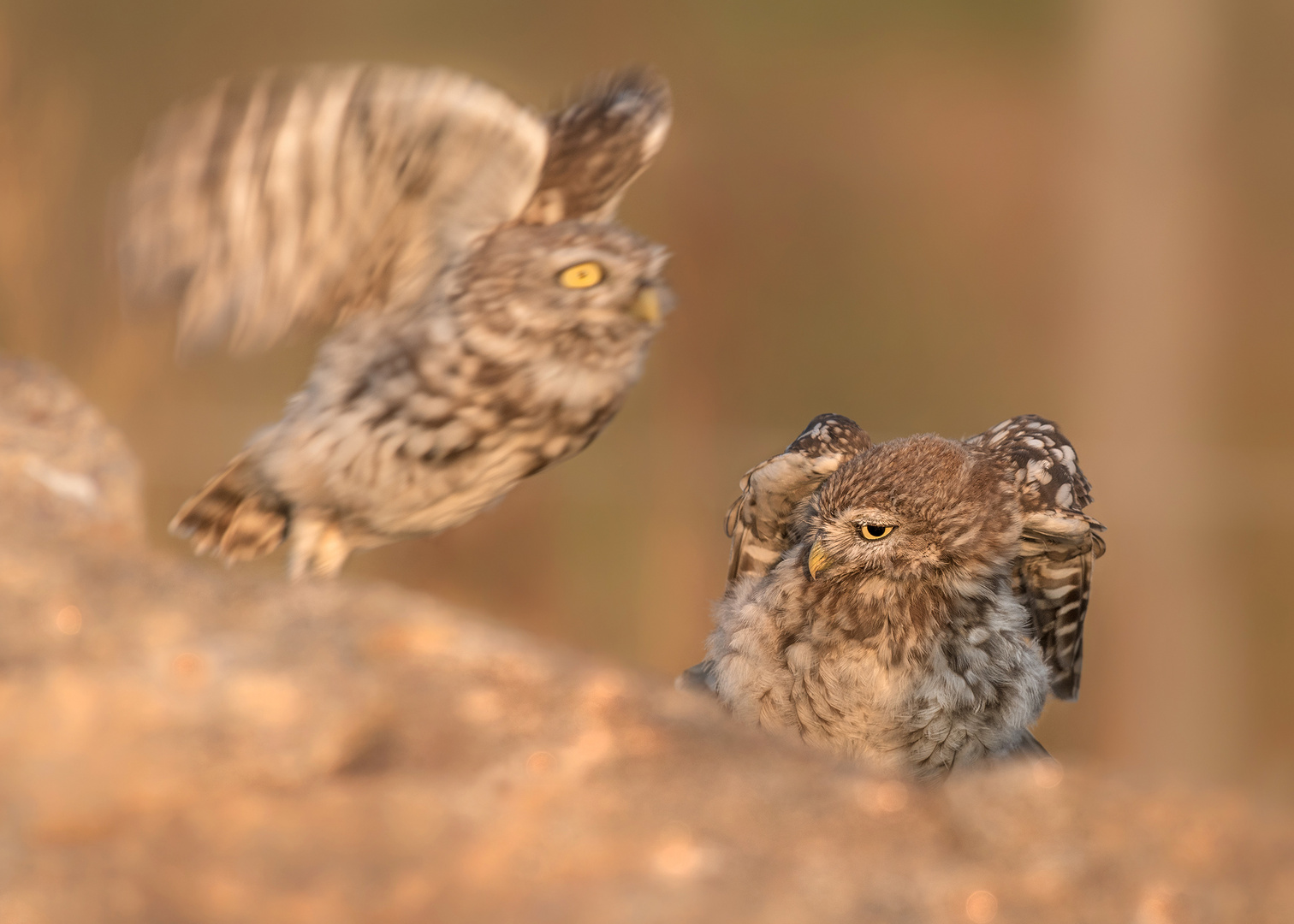 Athene noctua - Steinkauz