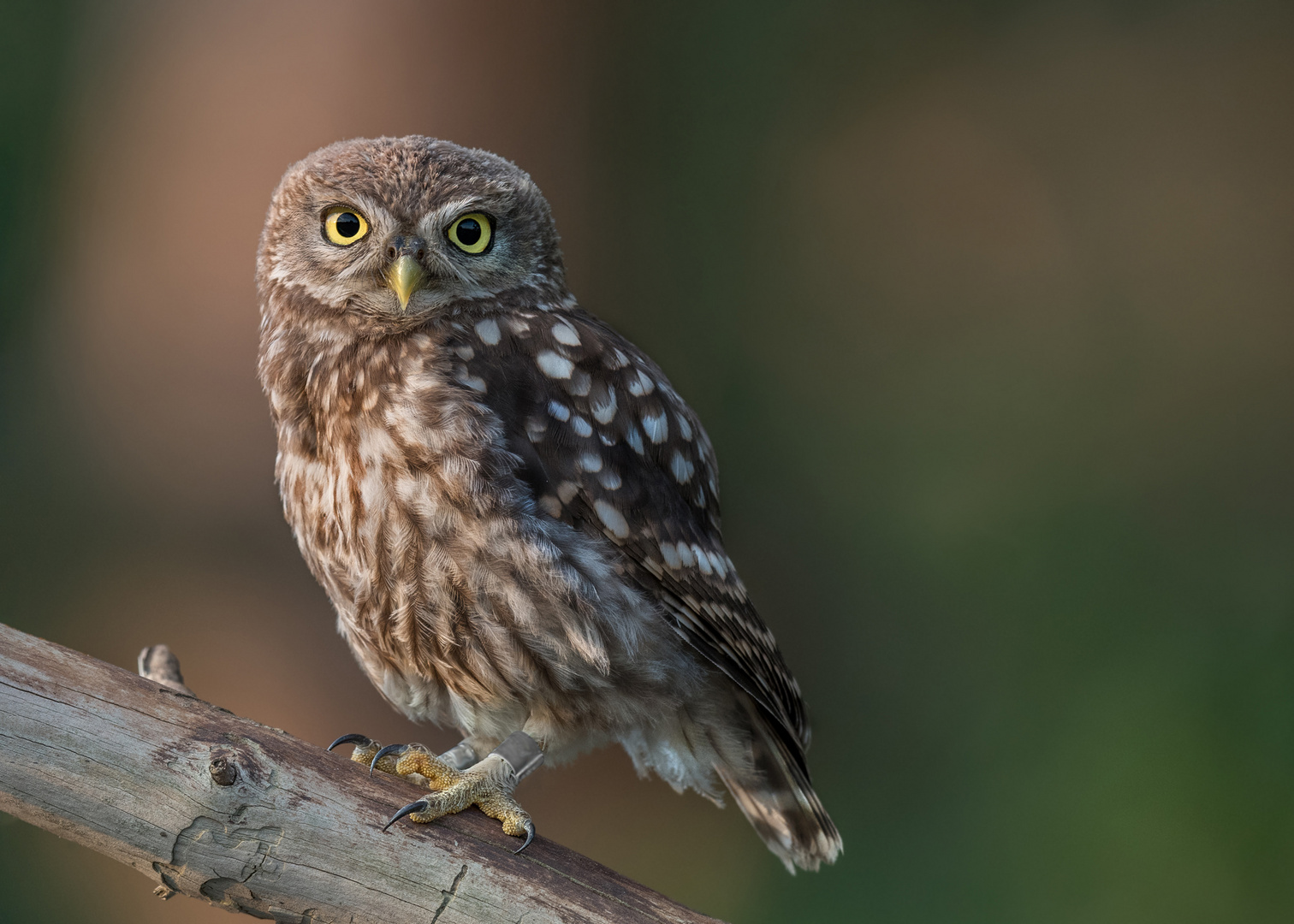 Athene noctua - Steinkauz