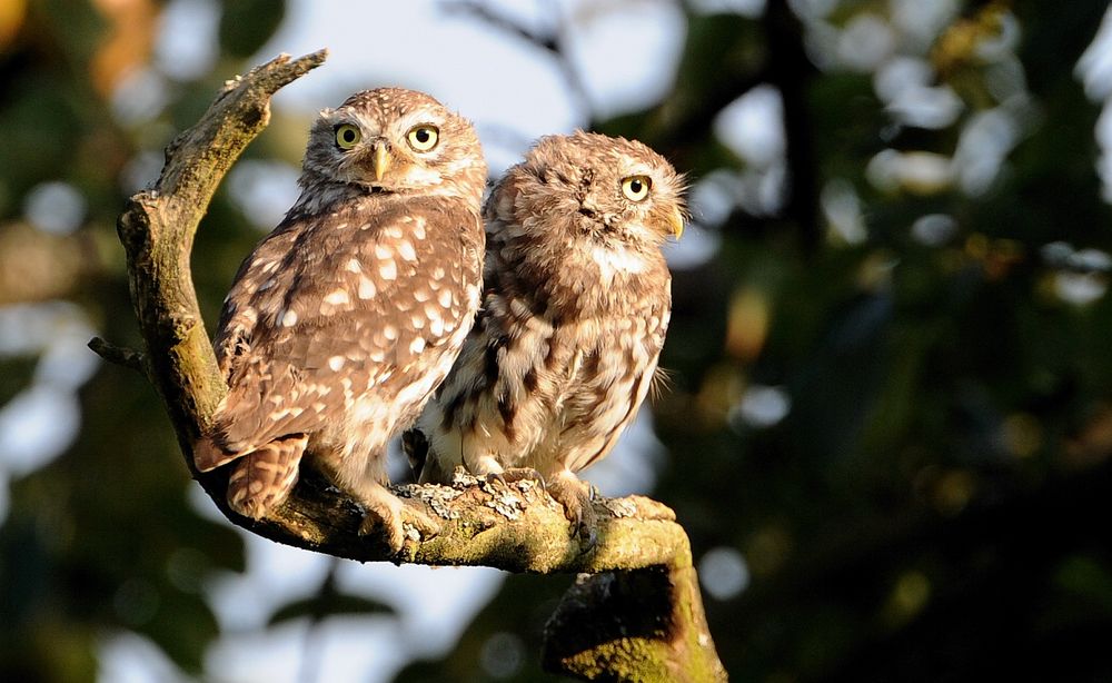 Athene noctua Steinkauzjunge