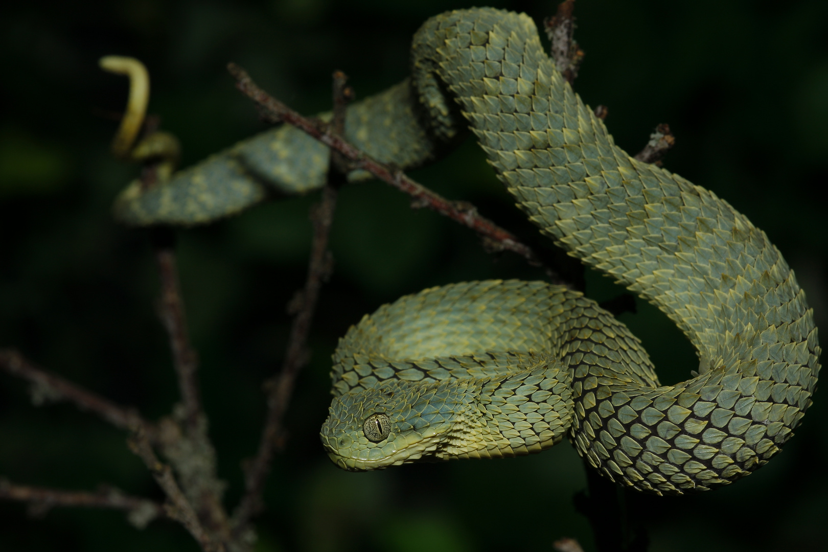 Atheris squamiger