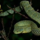 Atheris squamiger