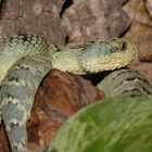 Atheris squamigera