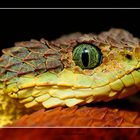 Atheris squamigera