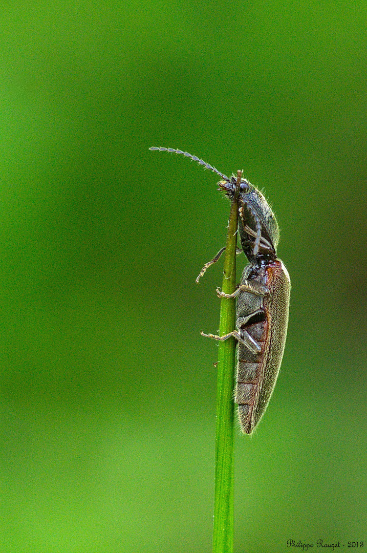 Athous haemorrhoidalis