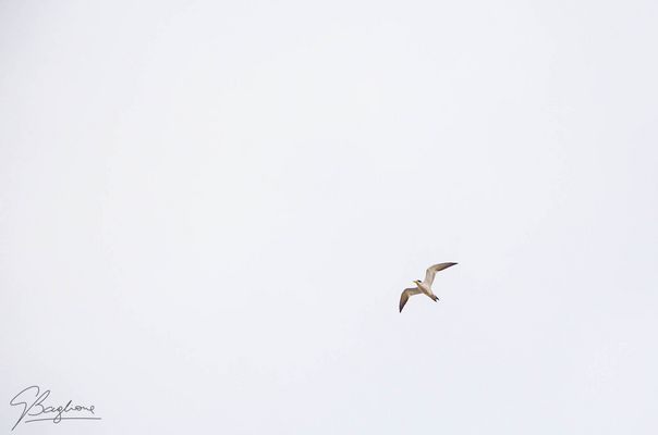 Ati (Phaetusa simplex)