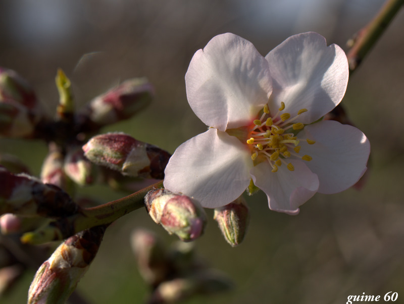 atisbo de primavera