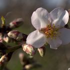 atisbo de primavera