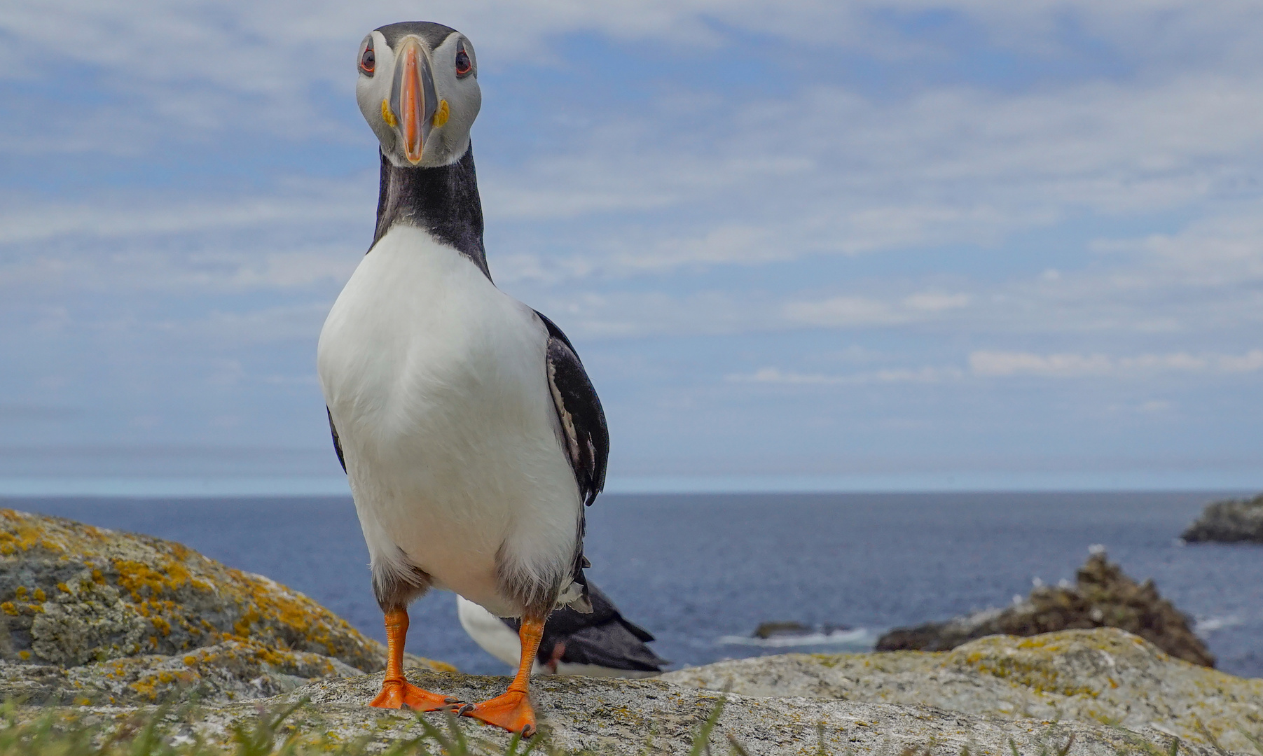 Atlantic Puffin