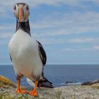 Atlantic Puffin