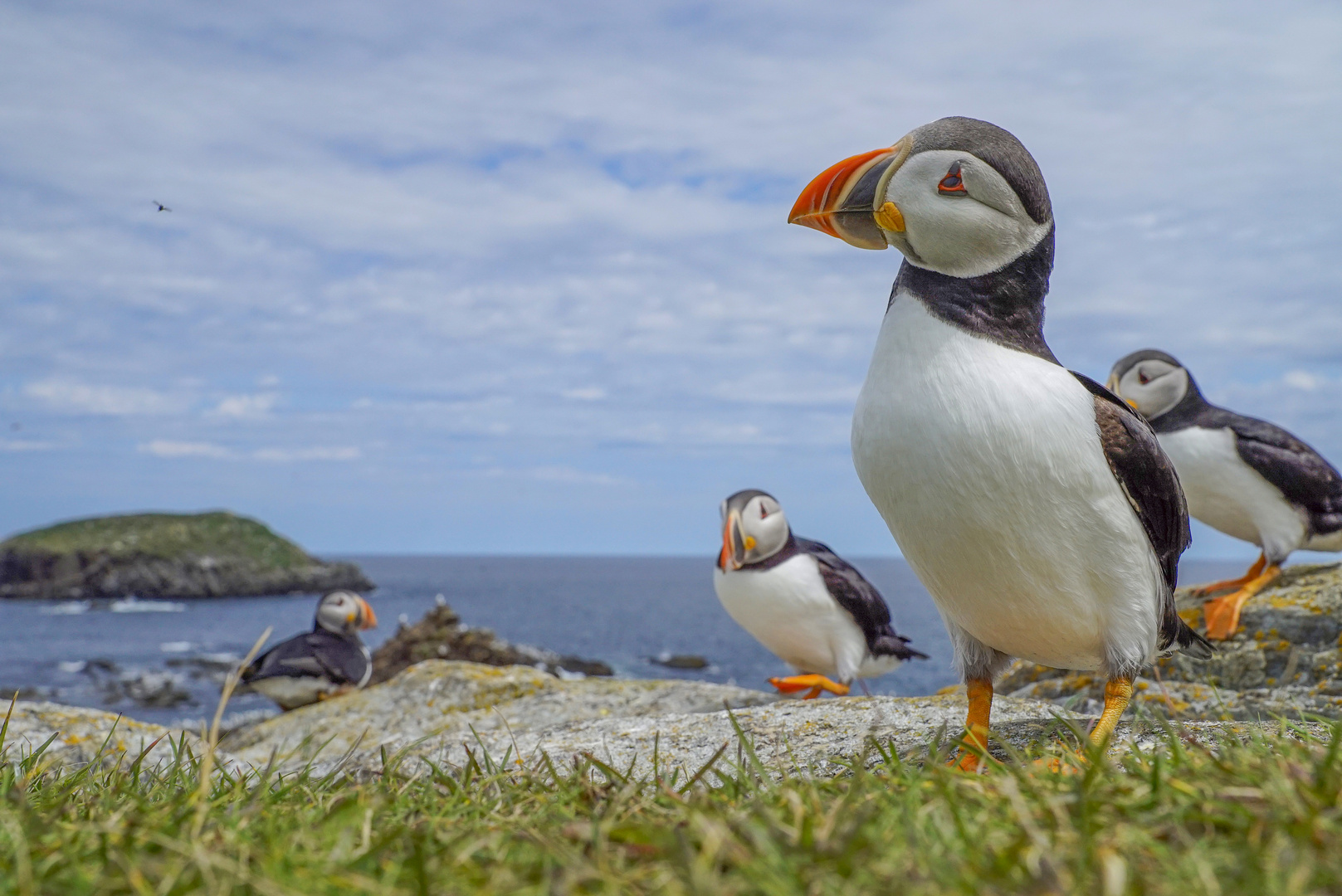 Atlantic Puffin