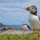 Atlantic Puffin