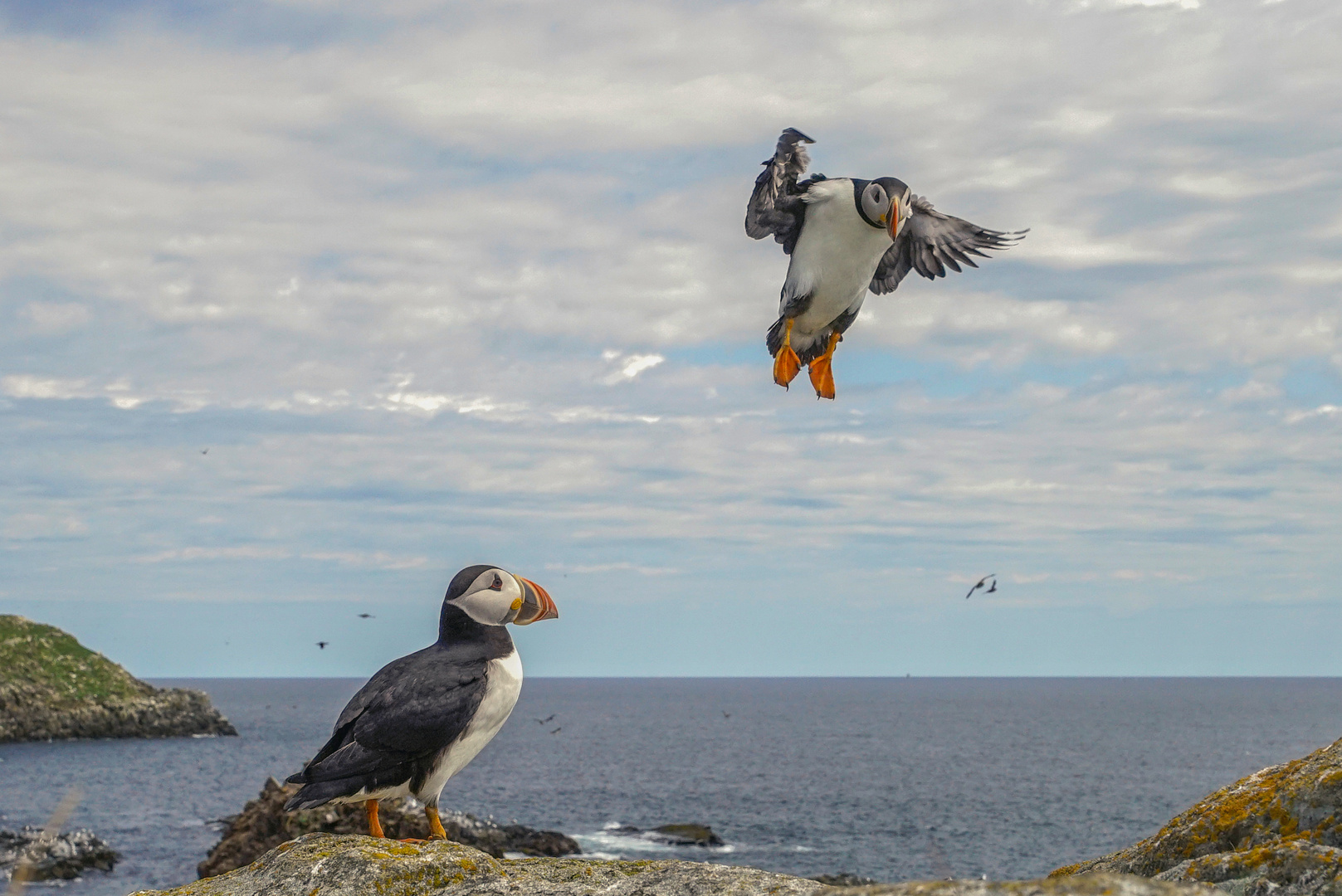 Atlantic Puffin