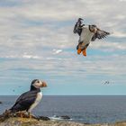 Atlantic Puffin