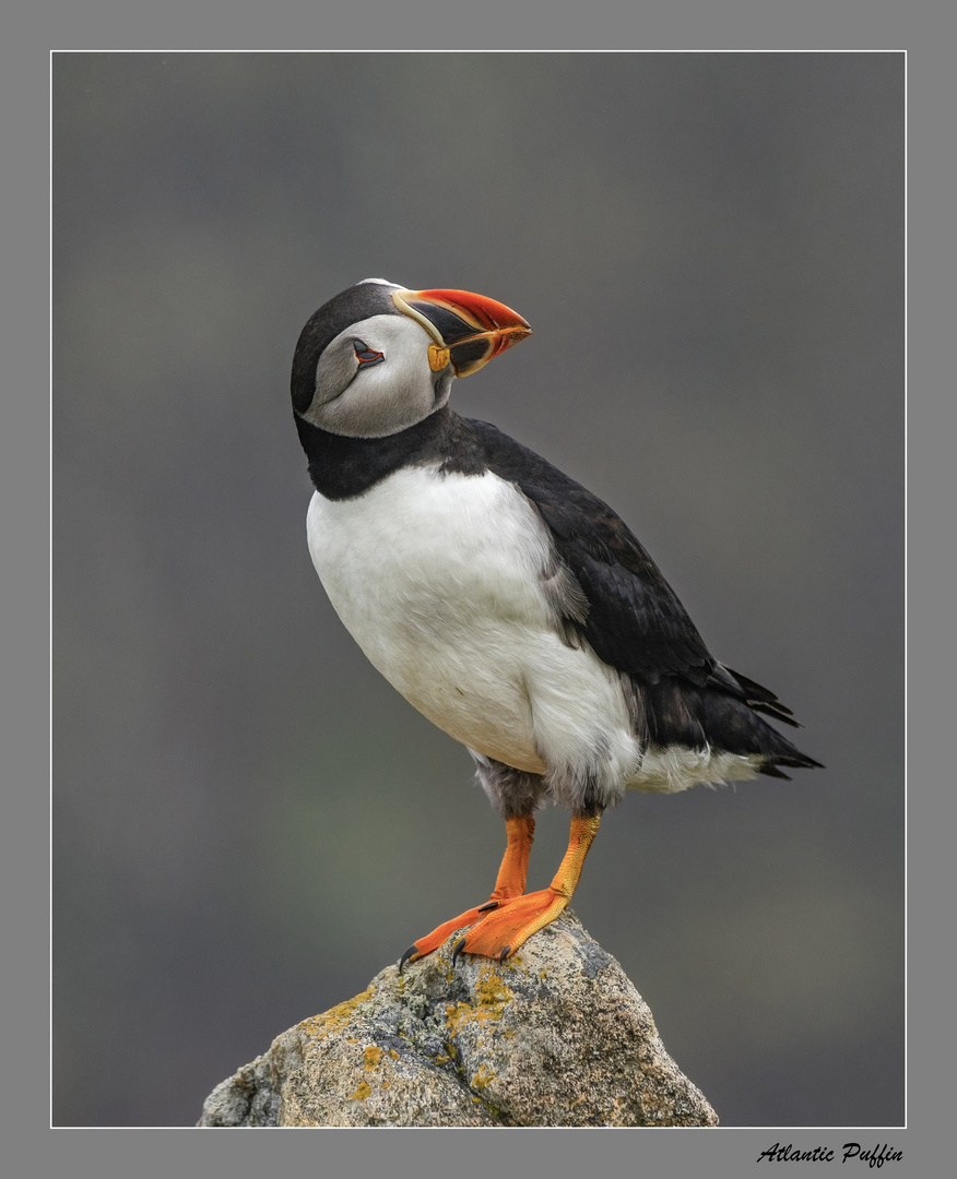 Atlantic Puffin