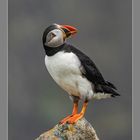 Atlantic Puffin